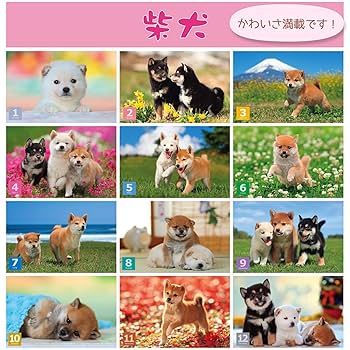 しばけん Amazon | アクティブコーポレーション 2026 カレンダー 壁掛け